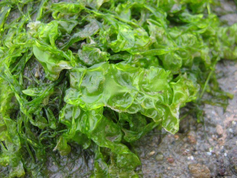 alga lattuga di mare