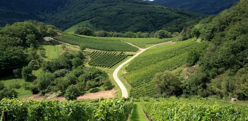 Conegliano Valdobbiadene Prosecco Superiore