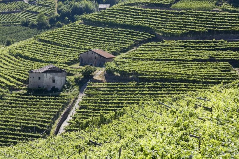 Vigneti in Val di Cembra