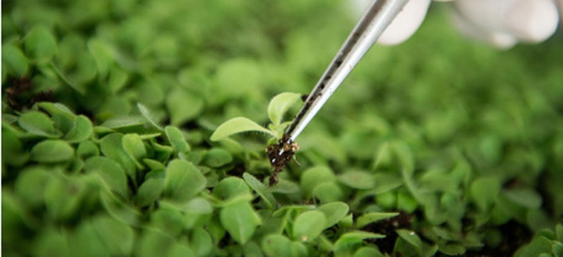 biotecnologie italia
