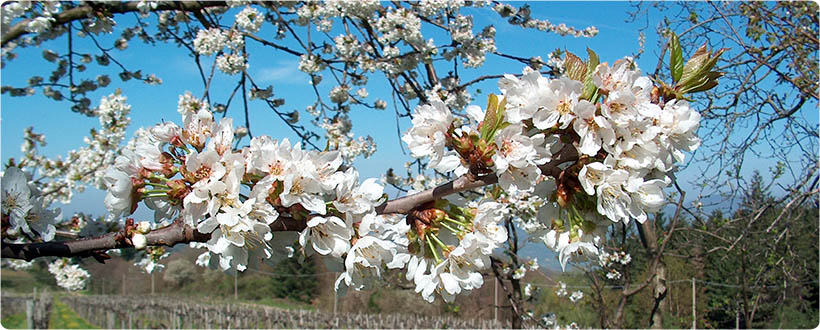 Ciliegi in fiore