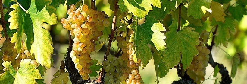 Uva Vernaccia di San Gimignano