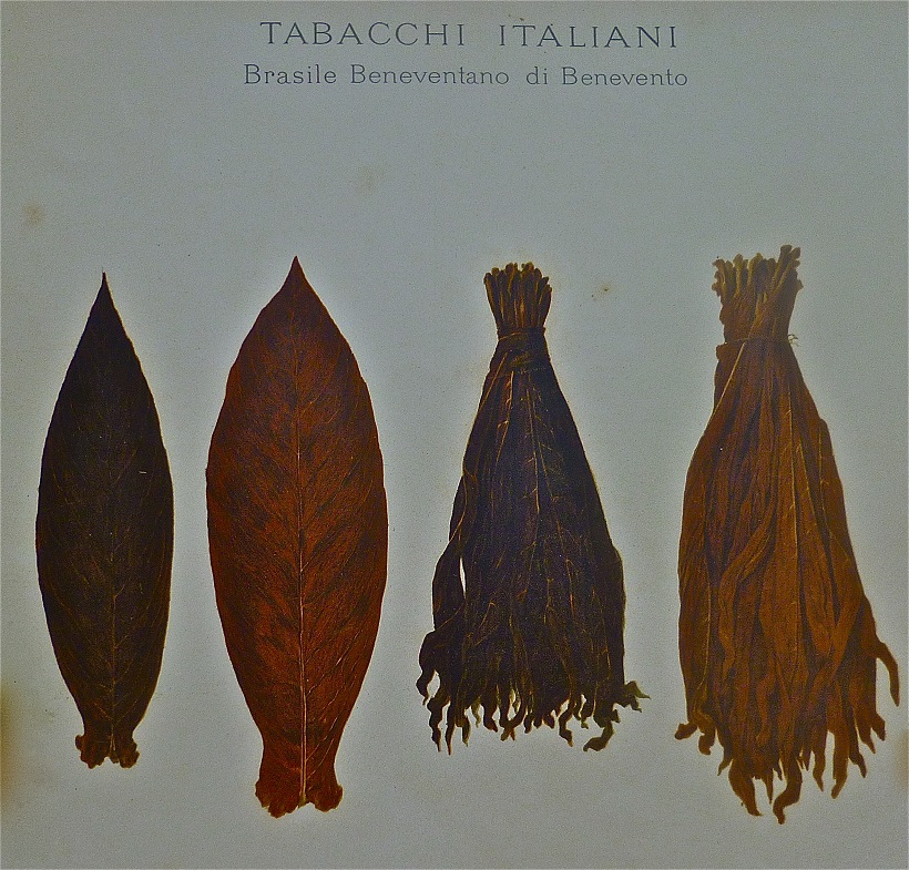 tabacco foglie brasile 