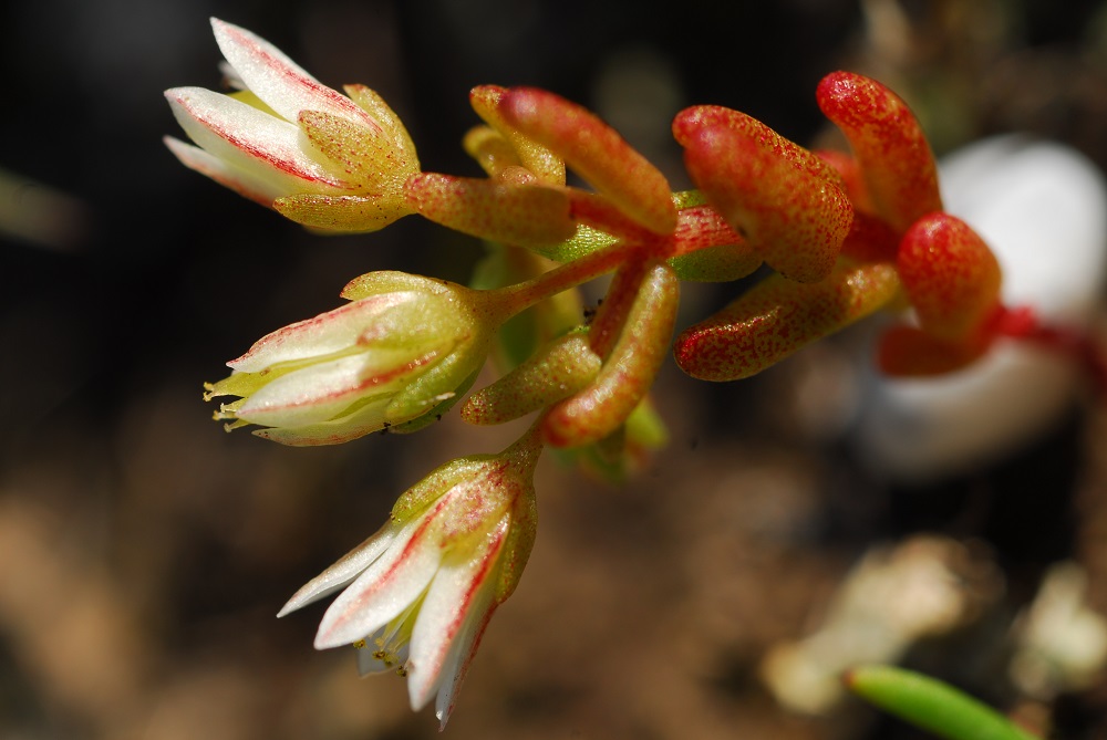 sedum aquilanum appennino nuova pianta