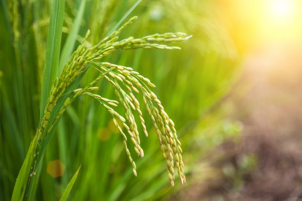 agricoltura innovazione giovani ministero politiche agricole