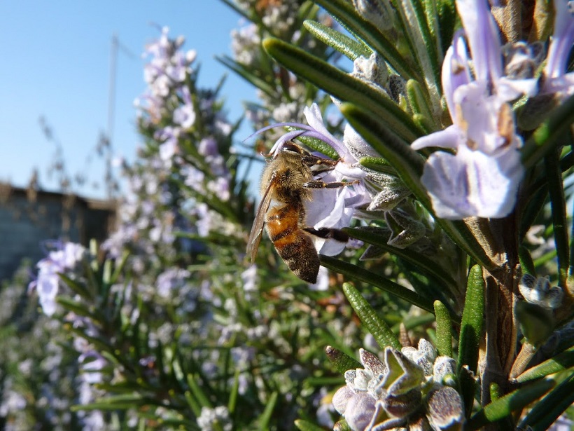 ape apis mellifera