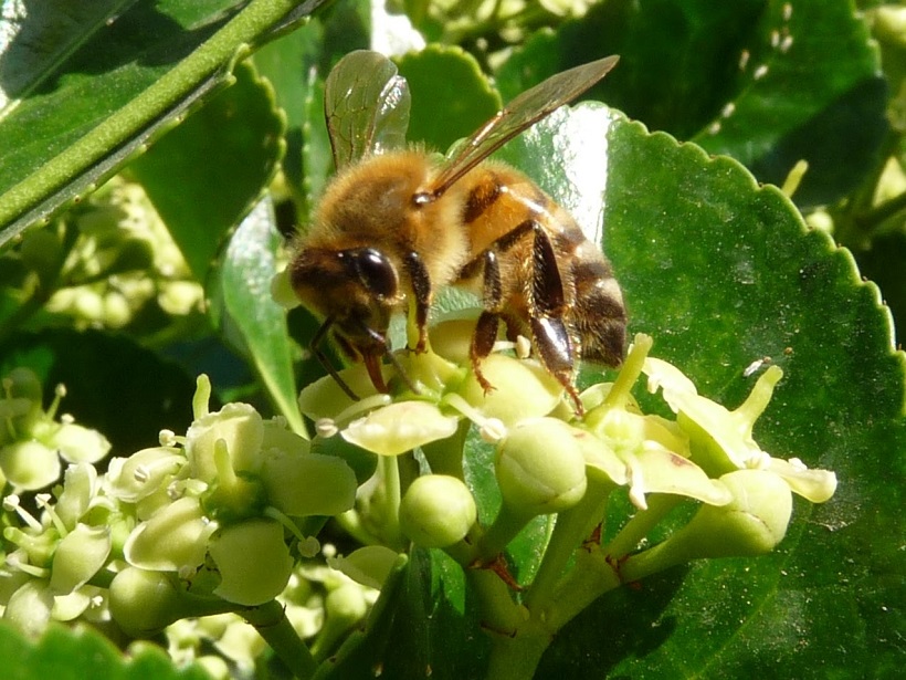 ape api apis mellifera