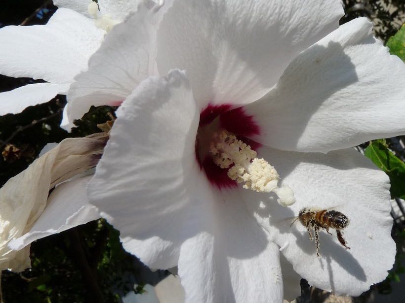 ape fiore impollinazione