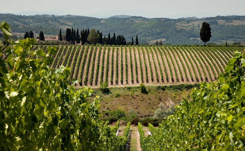 Vigneti a Montalcino