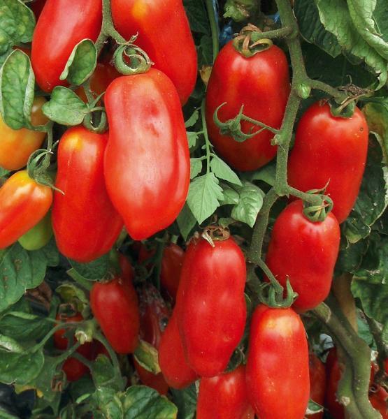 san marzano