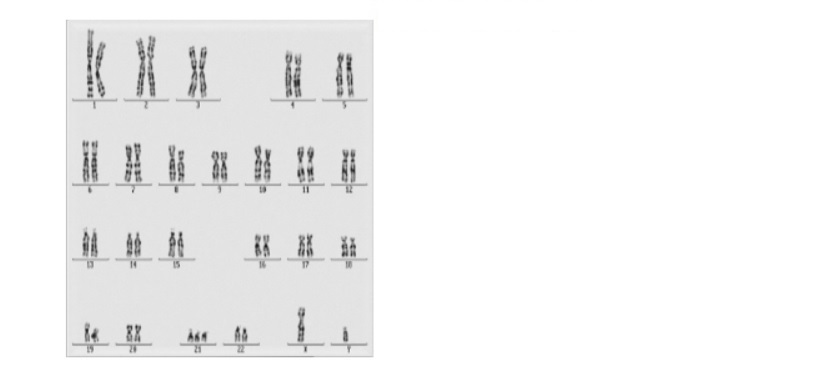 cromosomi mendel caratteri