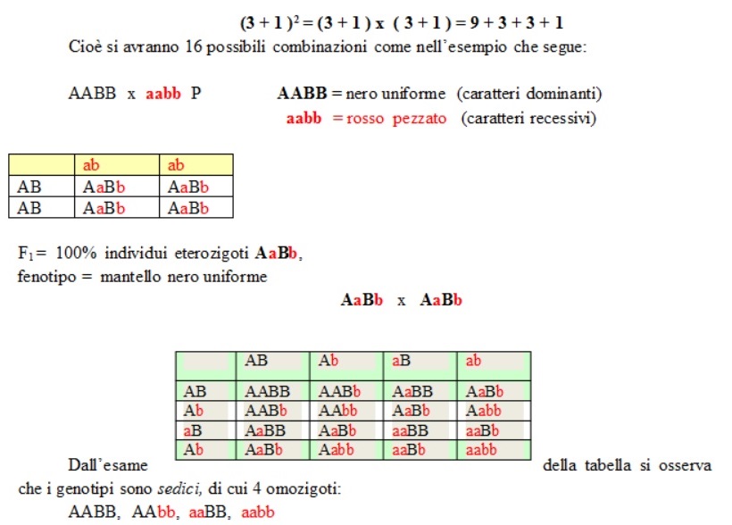 terza legge mendel