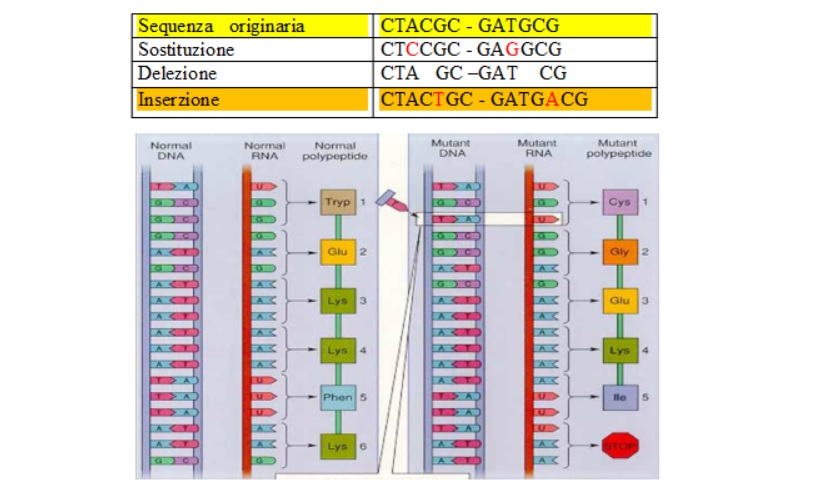mutazioni genetiche cromosomi