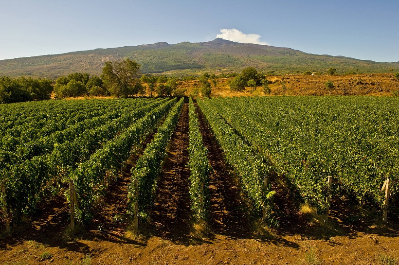 Vigneto Assovini