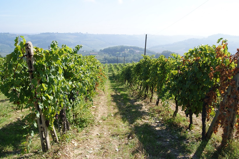 vigneto vino uva