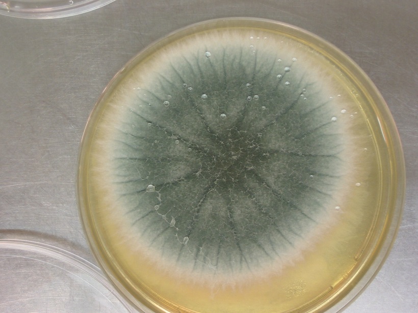 aspergillus fungo coltura muffa