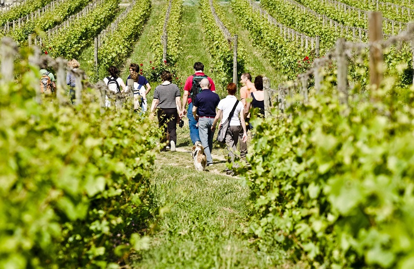 enoturismo vino agricoltura