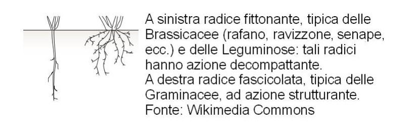 radici riduzione lavorazioni agricoltura conservativa