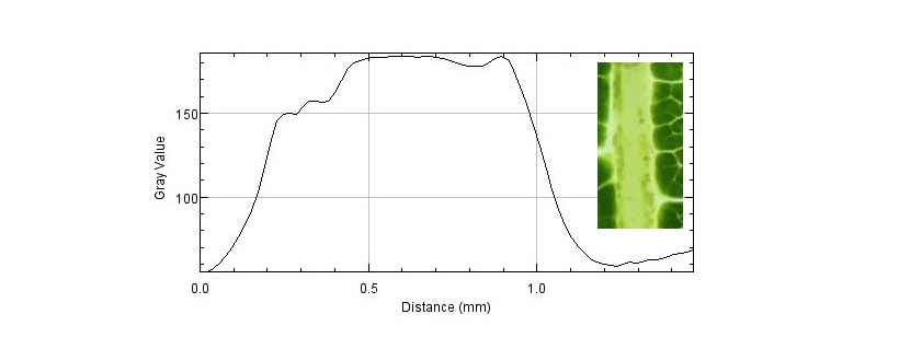 grafico foglie vite coltivazione