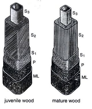 struttura legno giovanile tardivo