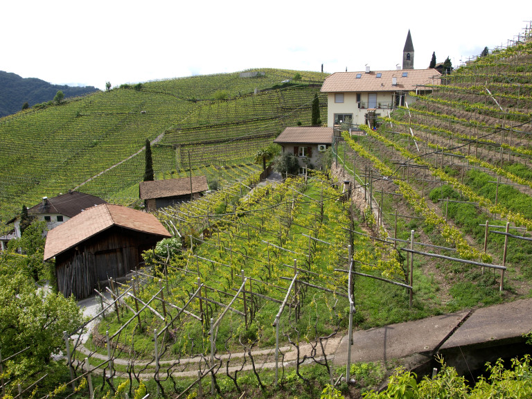 Vigna in Alto Adige