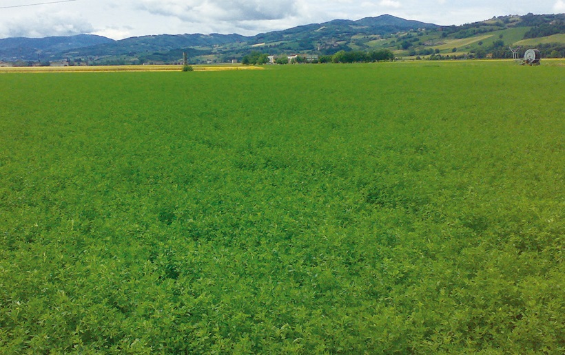 erba medica azotofissatrice agricoltura