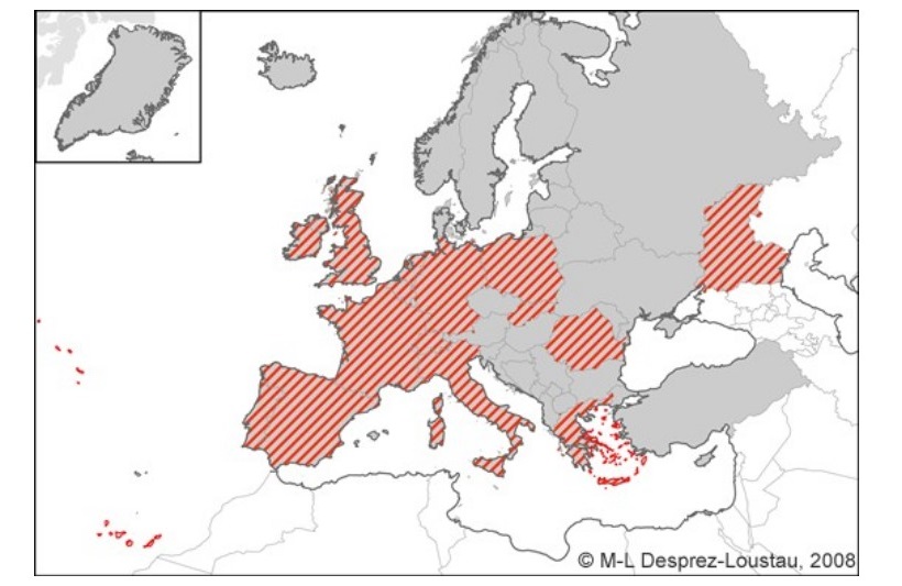 Phytophthora distribuzione