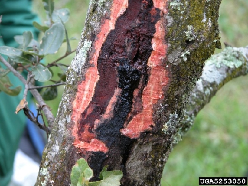 sintomi Phytophthora pianta albero quercia