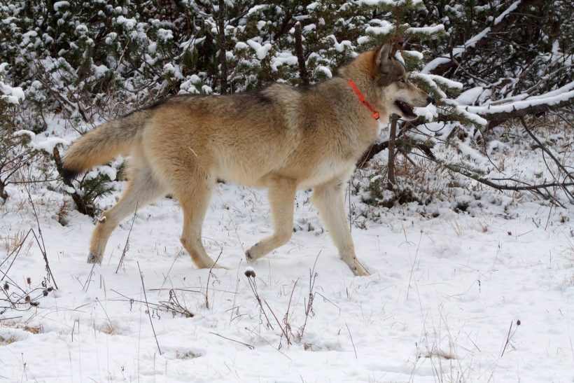 cane lupo american wolfdog