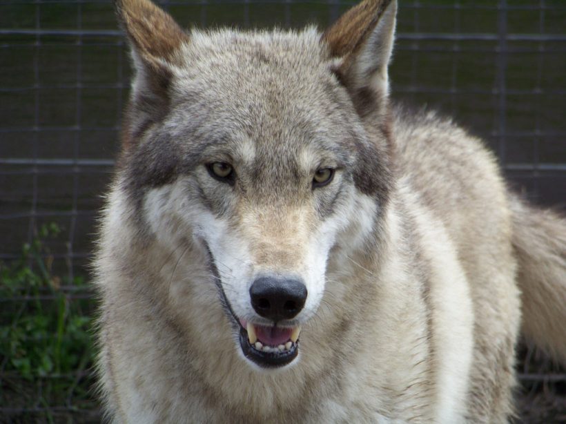 american wolf dog