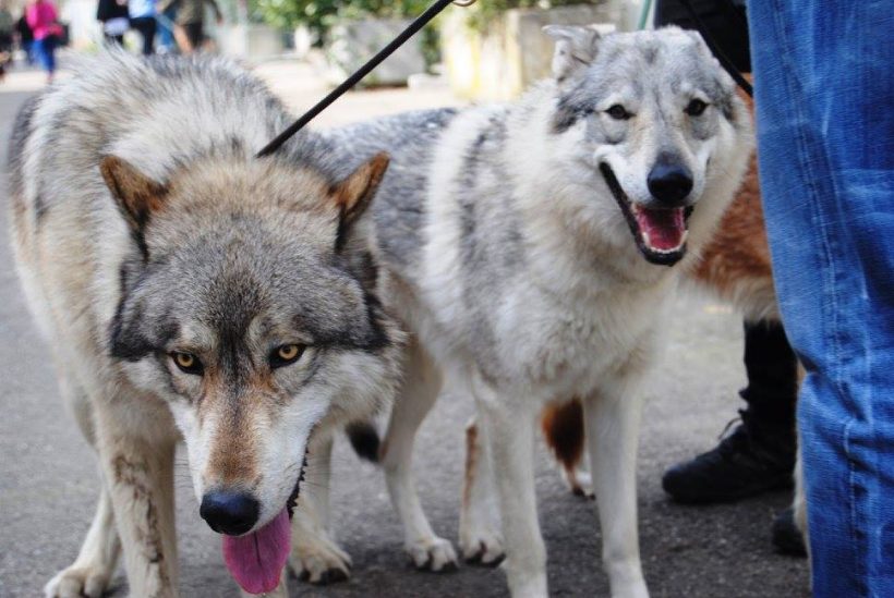 american wolfdog cane lupo cecoslovacco