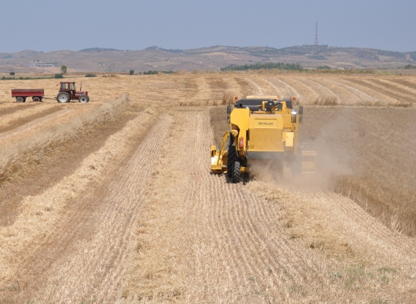 Mietitura del grano