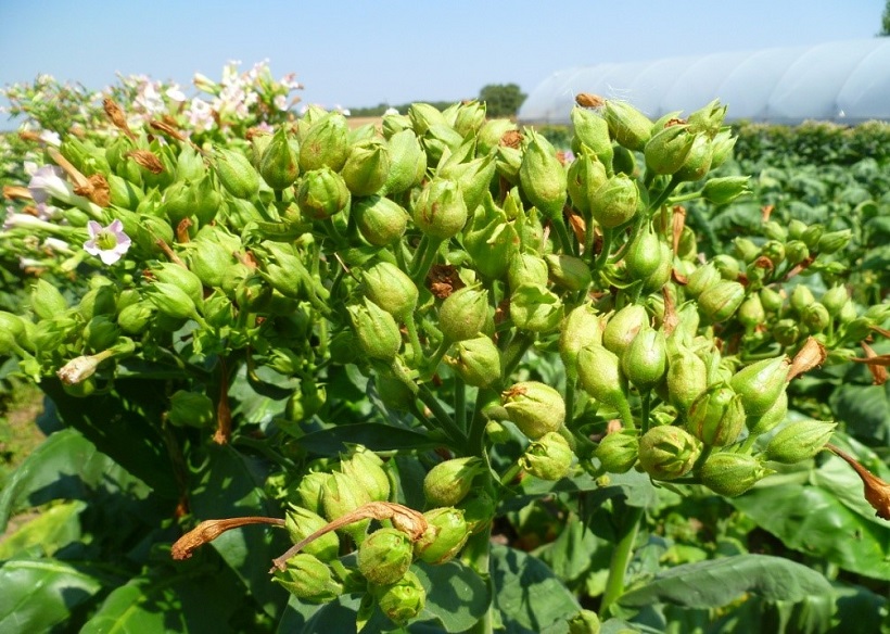 infruttescenze di tabacco fiore frutti