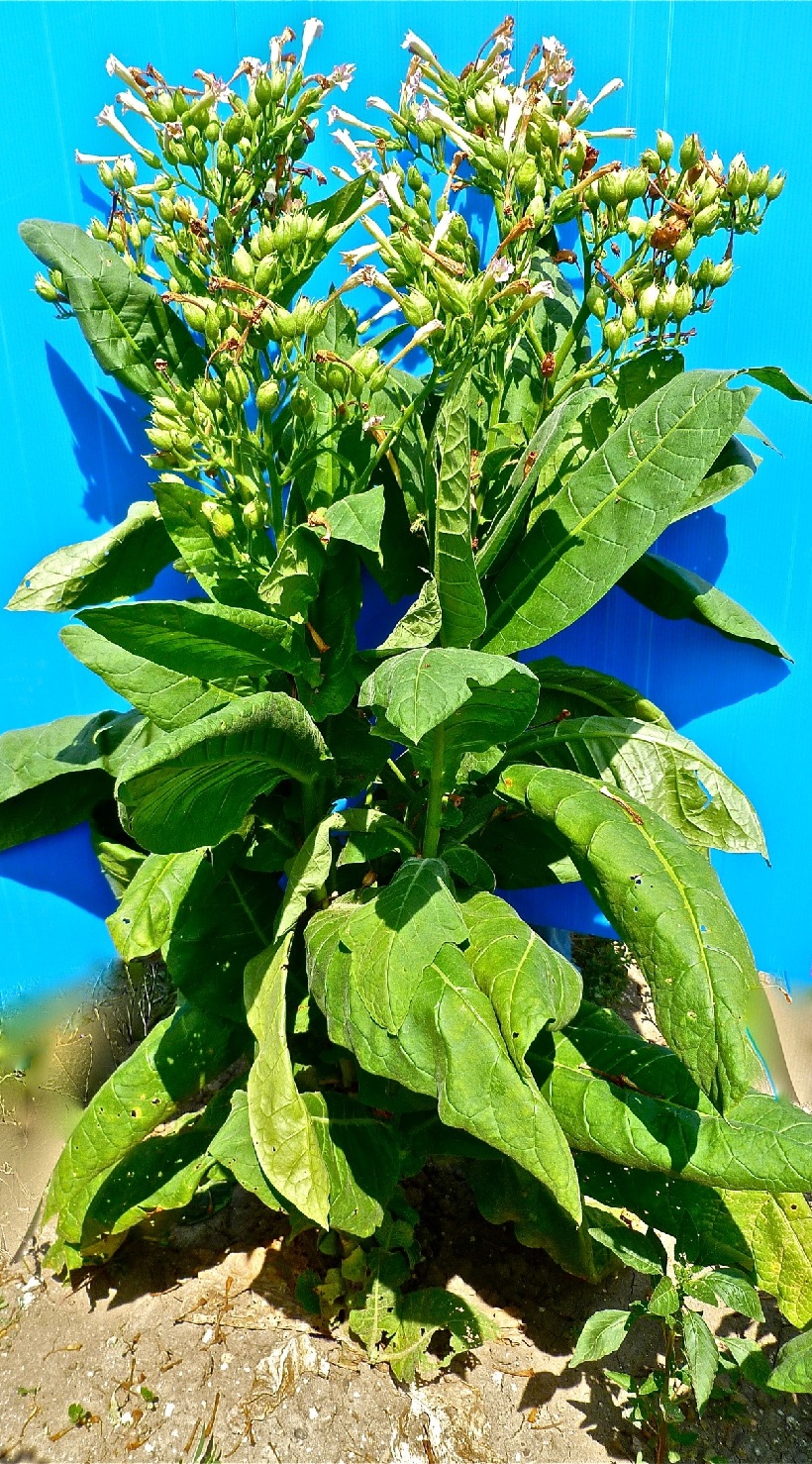 pianta di tabacco foglie olio