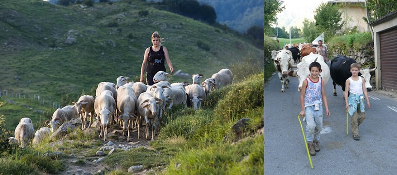 Agnello di Zeri - Valentina alpeggio condotta gregge