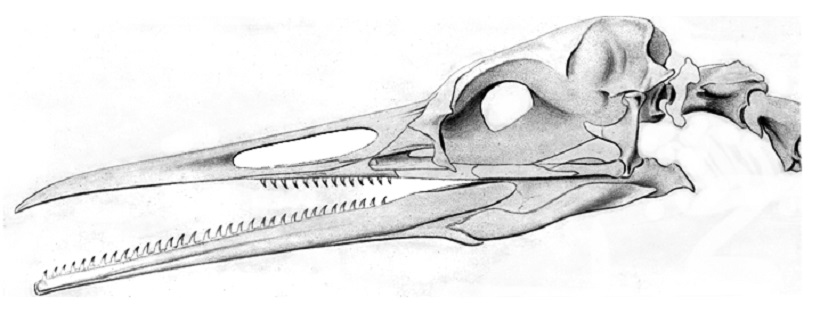 cranio uccelli denti becco
