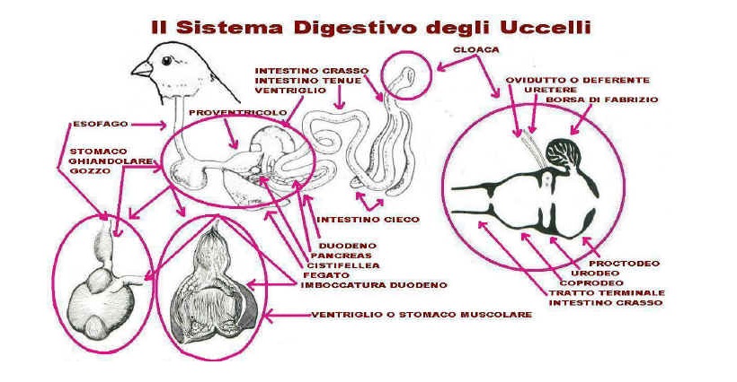 uccelli apparato digerente