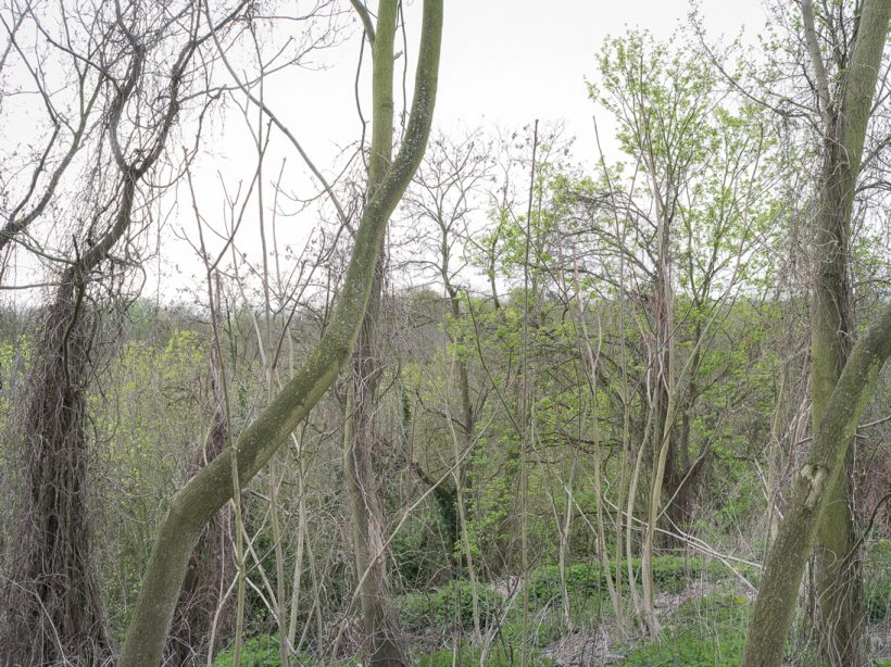 paesaggio ambiente firenze colline