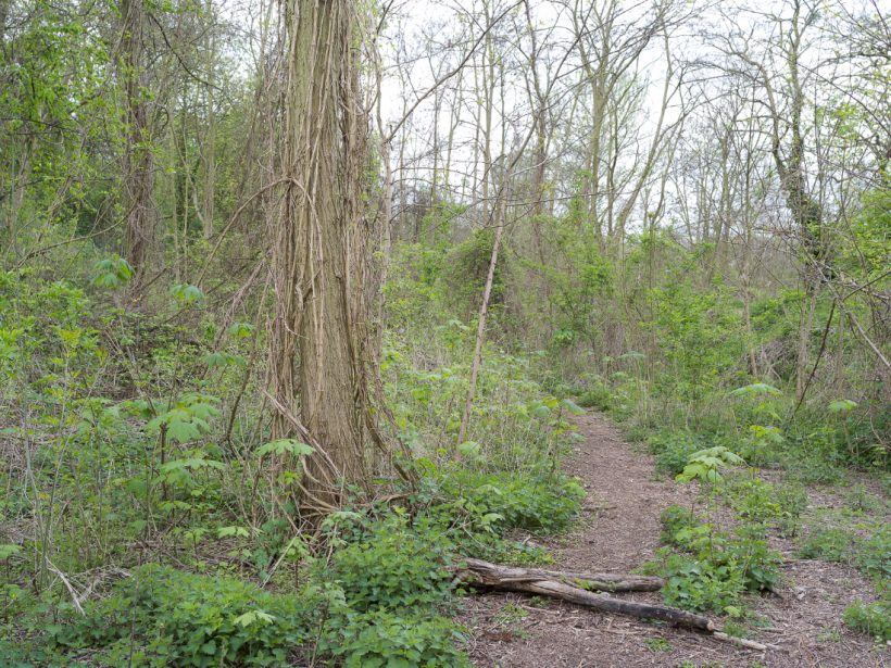 paesaggio alberi foresta