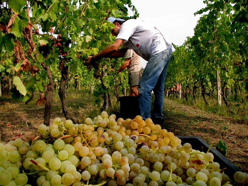 Inizio vendemmia 2016