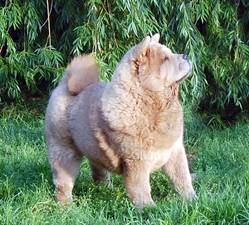 Chow Chow femmina a pelo corto