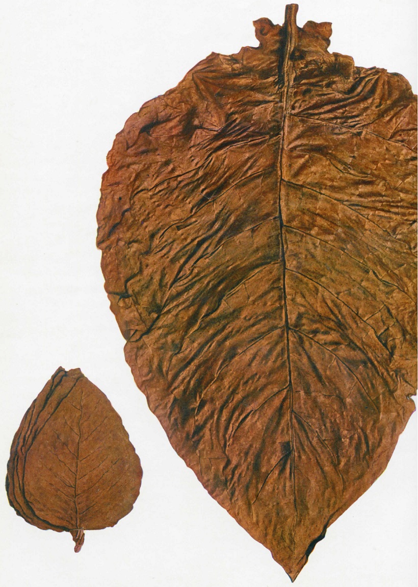foglie tabacco moro di cori