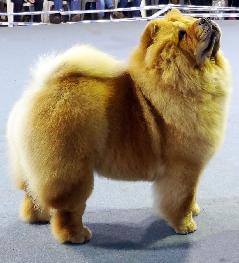 Chow Chow cane