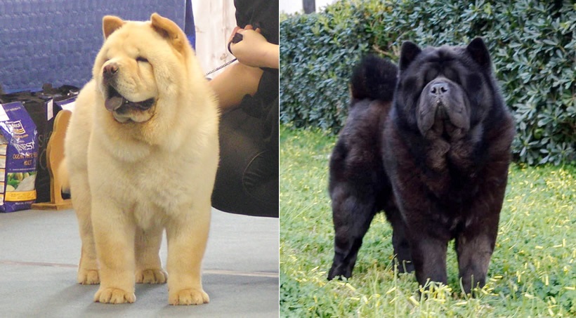 Chow Chow cane