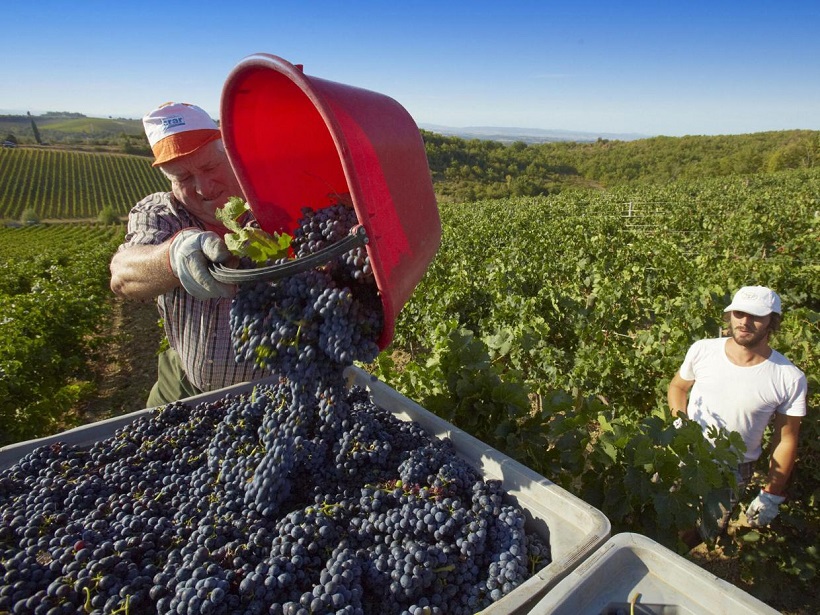 Azienda vinicola in vendemmia