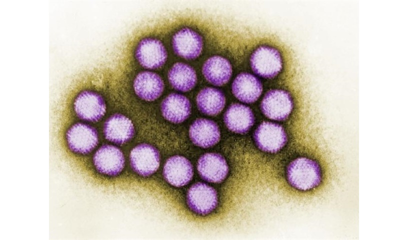 virus cellule agricoltura