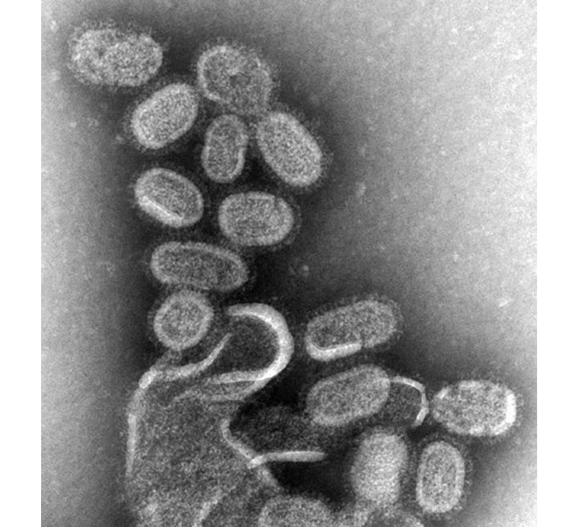 virus microscopio foto