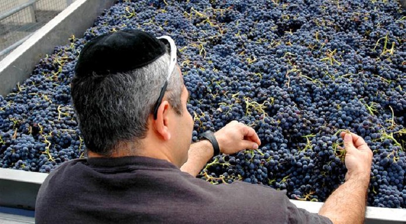 vino koscher italiano