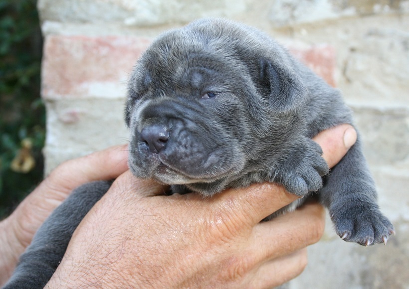 mastino napoletano cucciolo