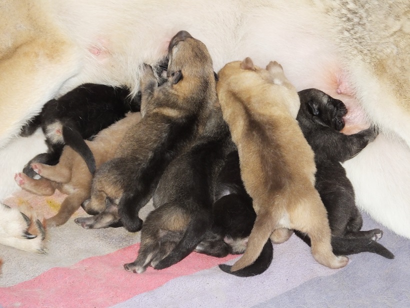 cuccioli cane lupo di sarloos